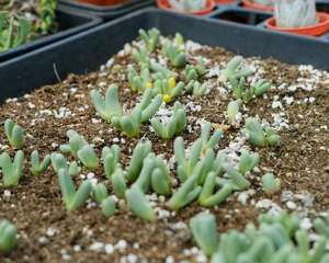 带香味的多肉植物大盘点