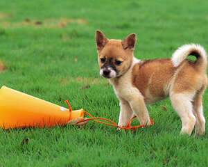 狗狗眼中的世界是怎样的