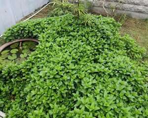 千万别养这花，3个月长成精，墙上打了个洞！