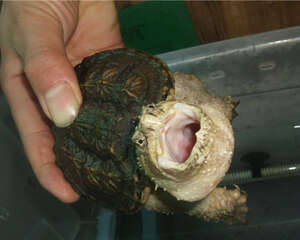 佛州拟鳄龟的喂食注意事项