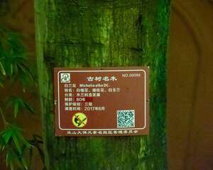 白兰的虫害及其防治