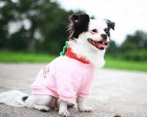 冬天狗狗怎么养护 狗狗保暖七大措施