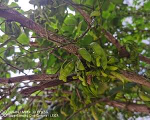 香港的市花是什么花啊，澳门的市花是什么花啊