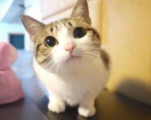 可以用洗发水给土猫洗澡吗？