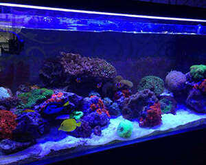 海水缸停电怎么办？