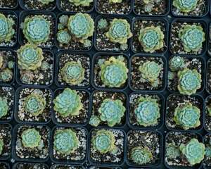 这10种多肉最能满足你的爆盆心