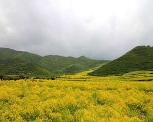 油菜花图片（形态特征和养护方法简介）