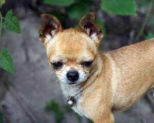 适合吉娃娃磨牙的食物