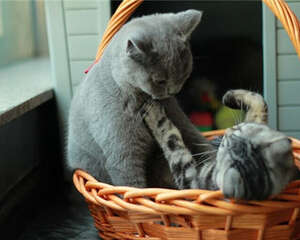 看看自己是否进入了猫咪讨厌人群的黑名单