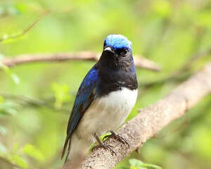 白腹蓝翁的环境要求