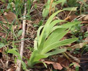 鸢尾怎么浇水？注意这五点！
