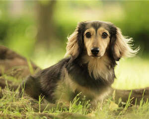 小狗营养膏的三种喂食方法