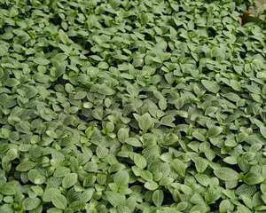 网纹草多少天浇一次水