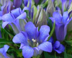 龙胆花：喜欢看忧伤时的你