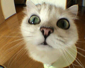 造成幼猫死亡的七大杀手