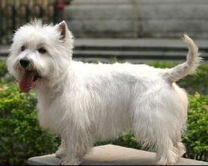 西部高地白梗好养吗？西部高地白梗介绍