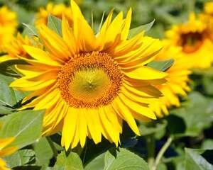 向日葵的花语和传说