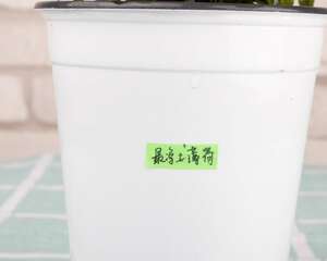 薄荷风水禁忌有哪些