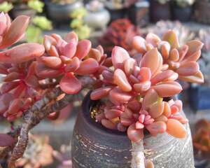 花友故事：20多年培育近千种多肉植物