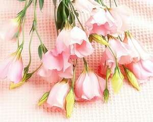 粉玫瑰花语:初恋