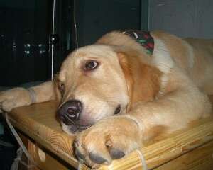 如何治疗犬瘟热