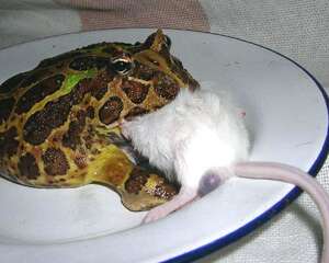 不建议经常喂食角蛙的五种饲料