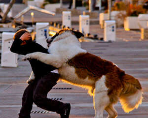 狗狗到底是该圈养还是放养