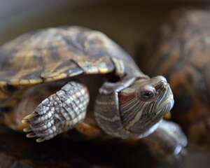 哪些人养宠物龟需慎重