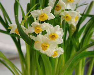 时尚球根花卉的药用(图)