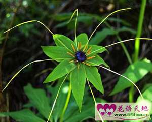 七叶一枝花的花语：恩德