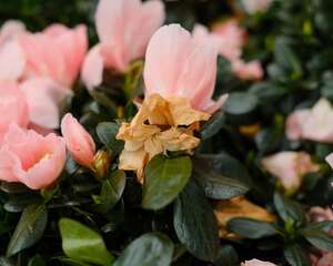 怎样制作出漂亮的杜鹃花盆景