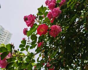 蔷薇花怎么施肥