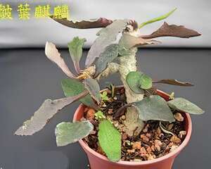 皺葉麒麟的栽培与管理(图)