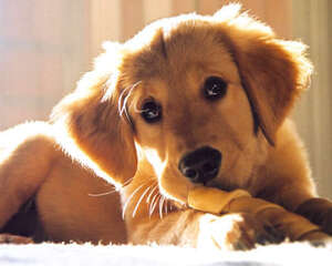 关于给狗狗啃骨头的一些说法