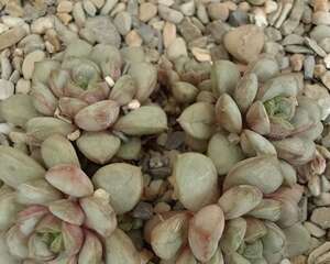 葡萄(Graptoveria amethorum)养护方法