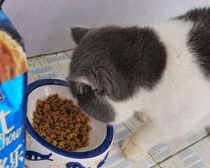猫咪必须吃猫粮？