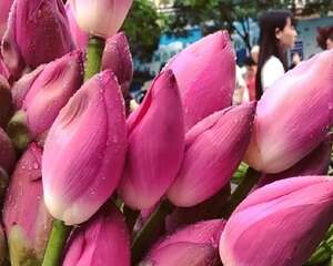 这花全身是宝，叶子蒸鸡格外香，花还能这么吃！