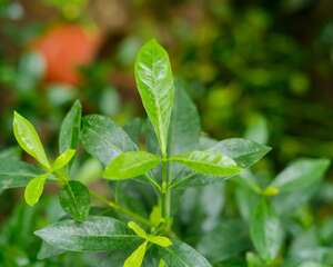 栀子花怎么养才长得快