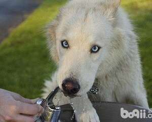 关于狗狗饮水宠物主不可不知的事项