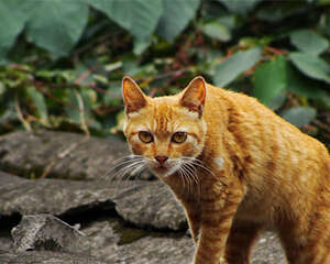 四川简州猫简介