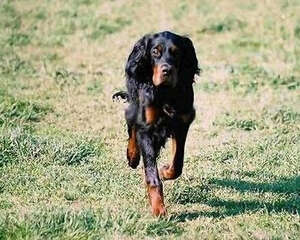 哥顿雪达犬的形态特征