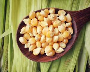 玉米棒子插水里，7天长成小盆栽，邻居看了都惊奇！