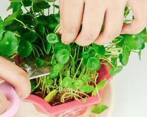 铜钱草开花了怎么办