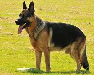 西德犬多少钱一只？西德犬价格盘点