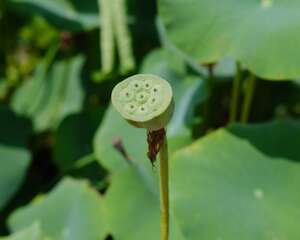 荷花缸里适合养什么鱼