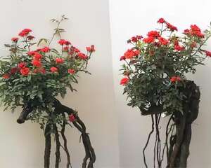 10块钱的月季，他养两年卖了1500，咋做的？