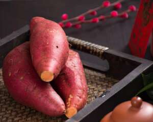 阳台种红薯的方法