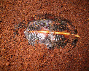 椰泥和苔藓在养龟中的作用