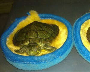 巴西龟的越冬养护