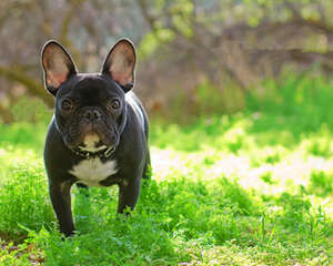 如何正确的为斗牛犬减肥